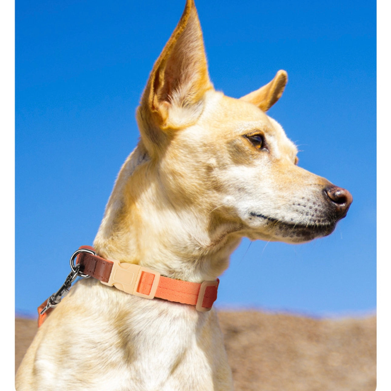 Colorful Premium Collar with Leash Set