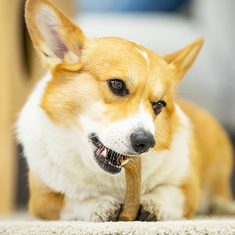 Gigwi Wooden Antler Dog Chewing Toy