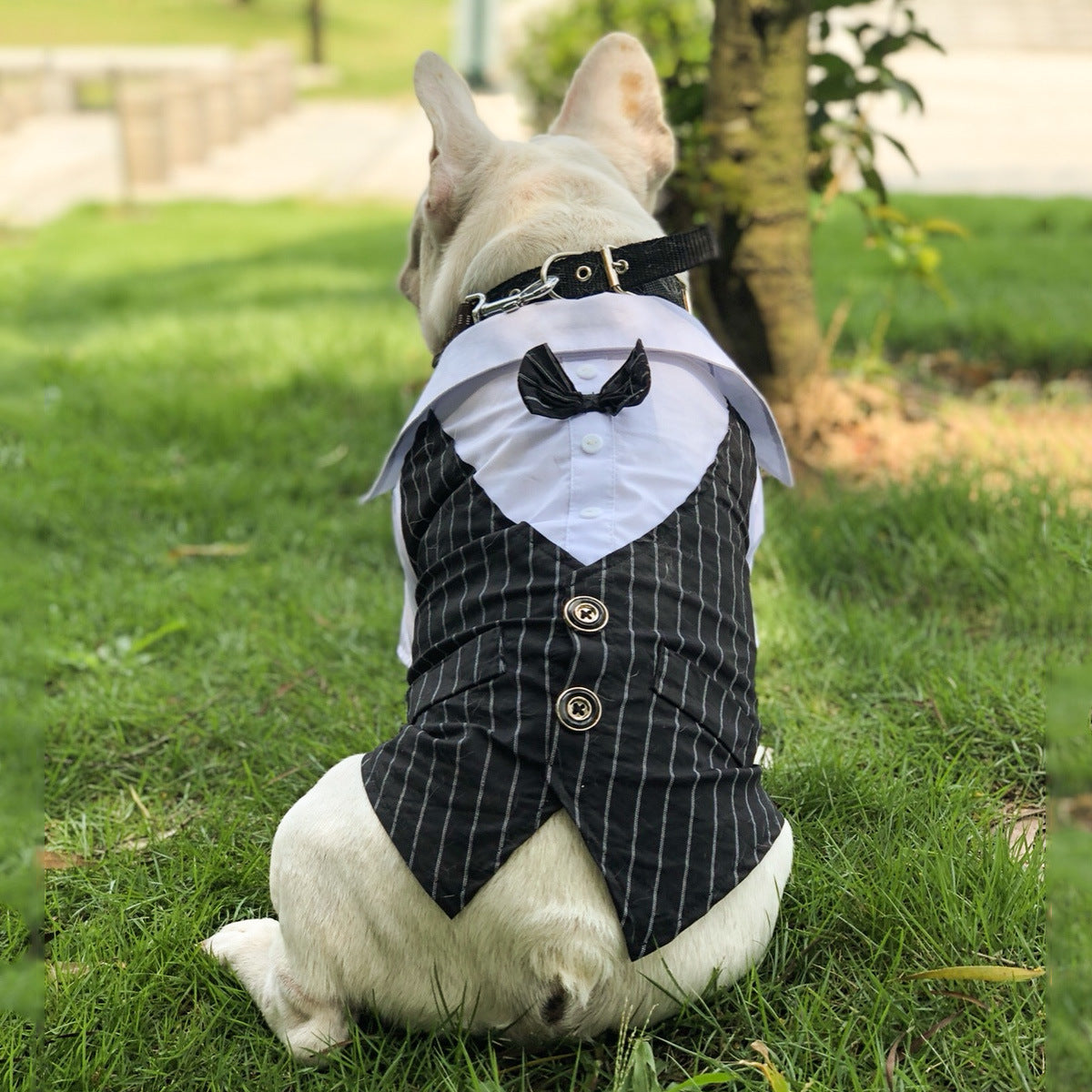 Formal Shirt Costume for Dogs & Cats