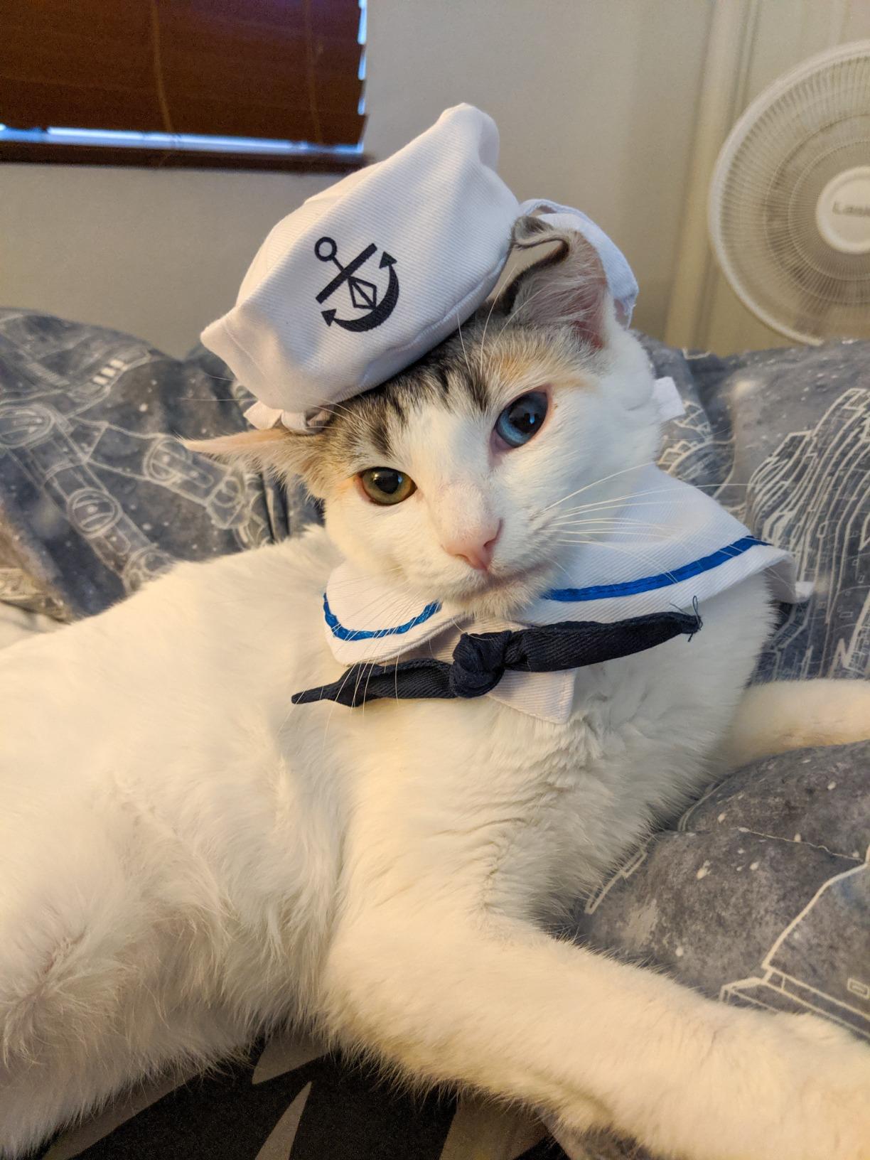 Sailor Outfit for Dog & Cat