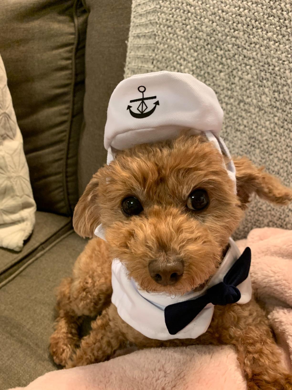 Sailor Outfit for Dog & Cat